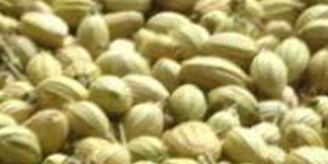 Coriander Seeds