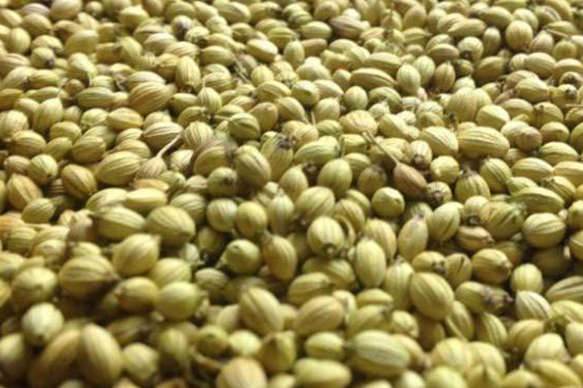 Coriander Seeds