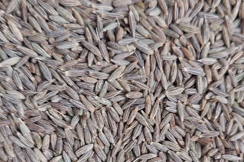 Cumin Seeds