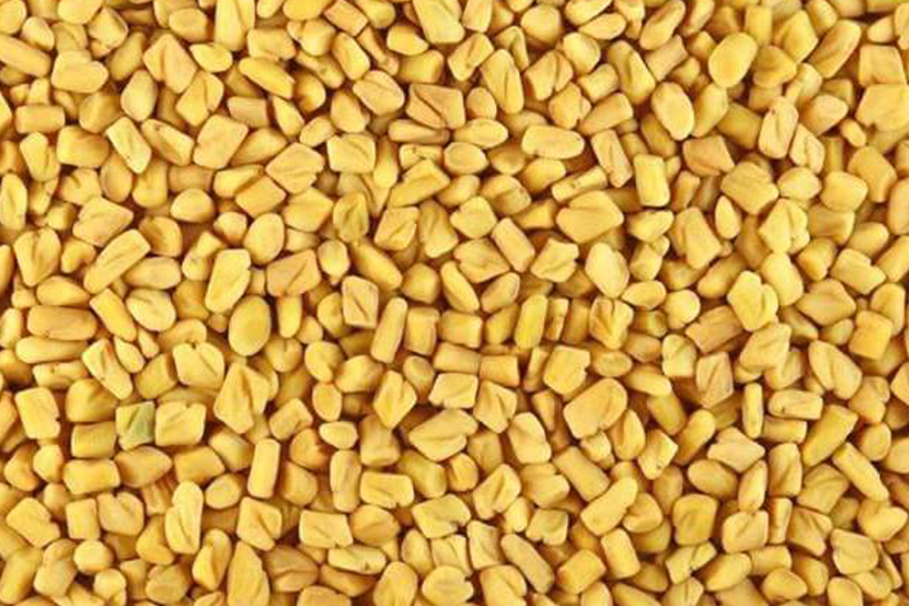 Fenugreek Seeds